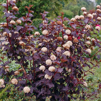 Ninebark Nishiki Orange (Physocarpus opulifolius) - Ladybird Nursery