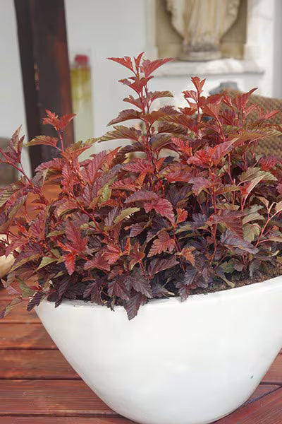 Ninebark Nishiki Red (Physocarpus opulifolius)