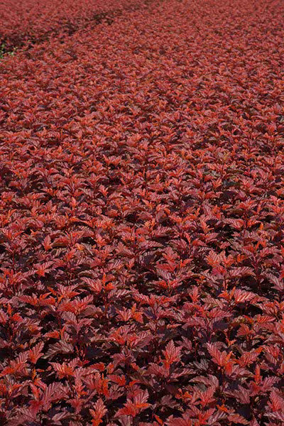 Ninebark Nishiki Red (Physocarpus opulifolius)
