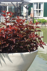Ninebark Nishiki Red (Physocarpus opulifolius) - Ladybird Nursery