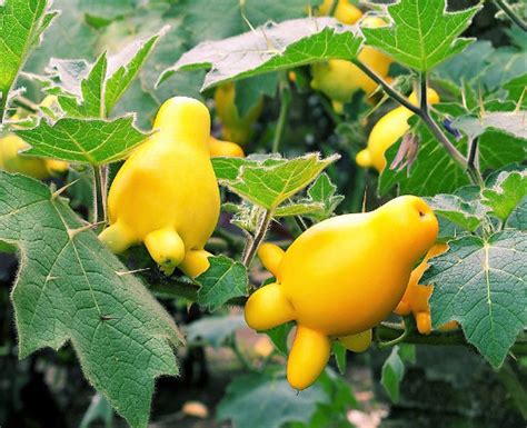 Nipplefruit (Solanum mammosum)