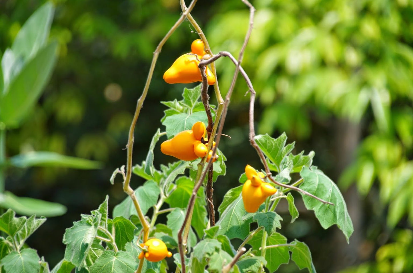 Nipplefruit (Solanum mammosum)
