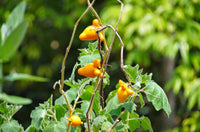 Nipplefruit (Solanum mammosum)
