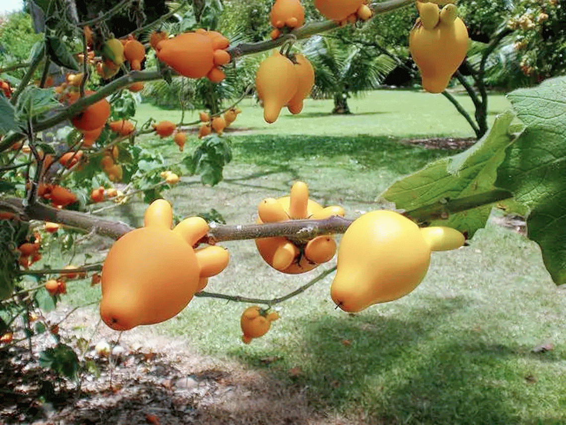 Nipplefruit (Solanum mammosum)