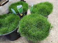 No Mow Grass - Medium