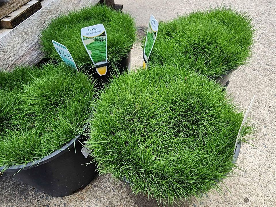 No Mow Grass - Medium - Ladybird Nursery