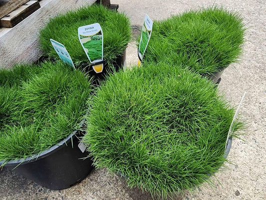 No Mow Grass - Medium