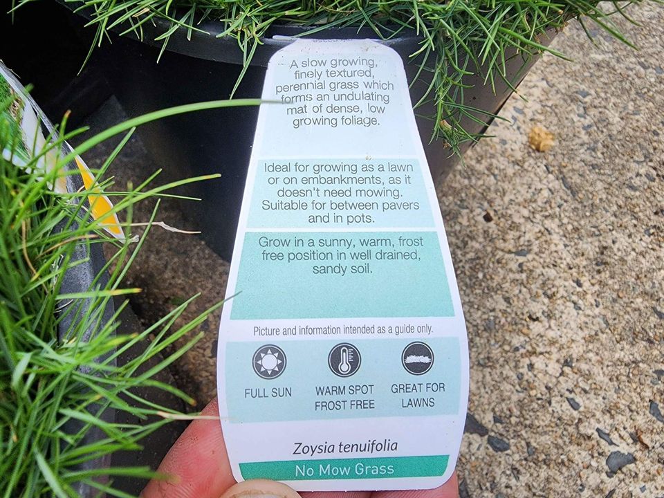 No Mow Grass - Medium - Ladybird Nursery
