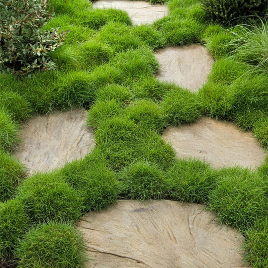No Mow Grass (Zoysia tenuifolia) - Large - Ladybird Nursery