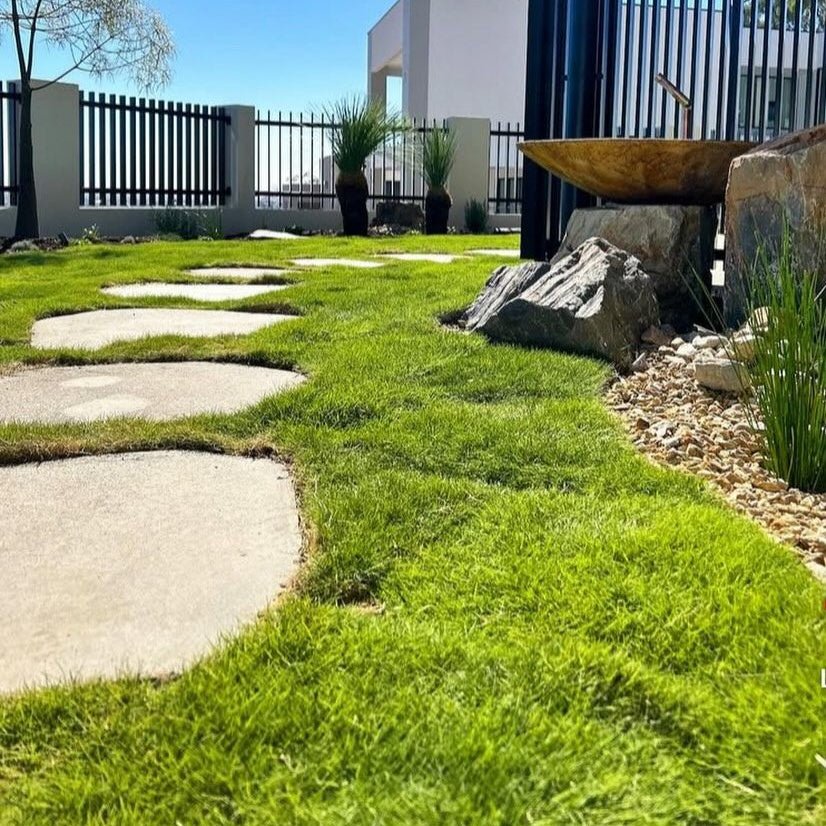 No Mow Grass (Zoysia tenuifolia) - Large - Ladybird Nursery