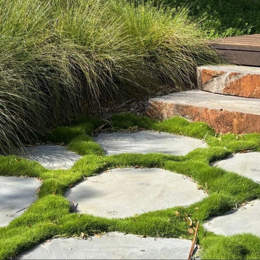 No Mow Grass (Zoysia tenuifolia) - Large - Ladybird Nursery