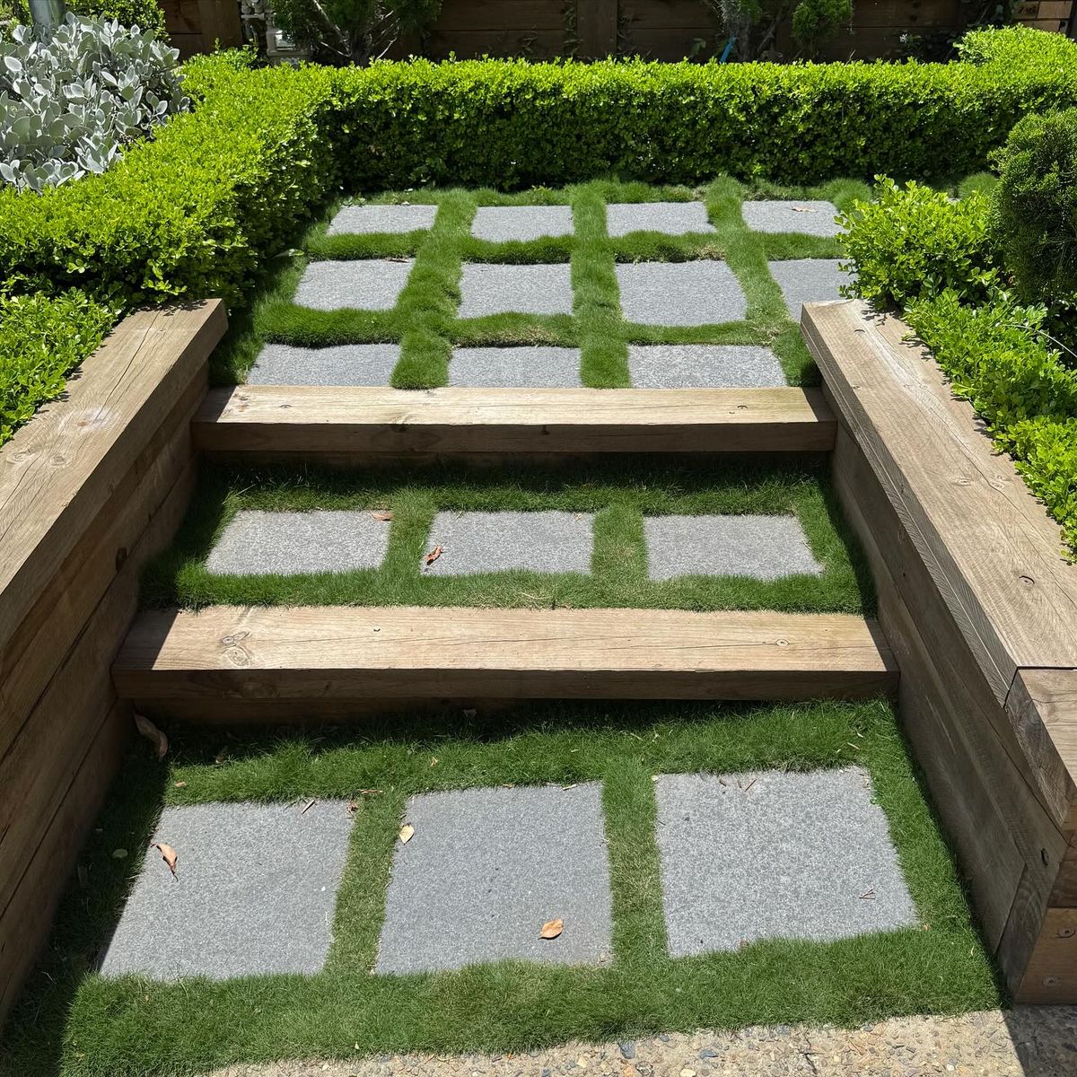 No Mow Grass (Zoysia tenuifolia) - Large - Ladybird Nursery