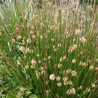 Nobby Club Rush (Ficinia nodosa)