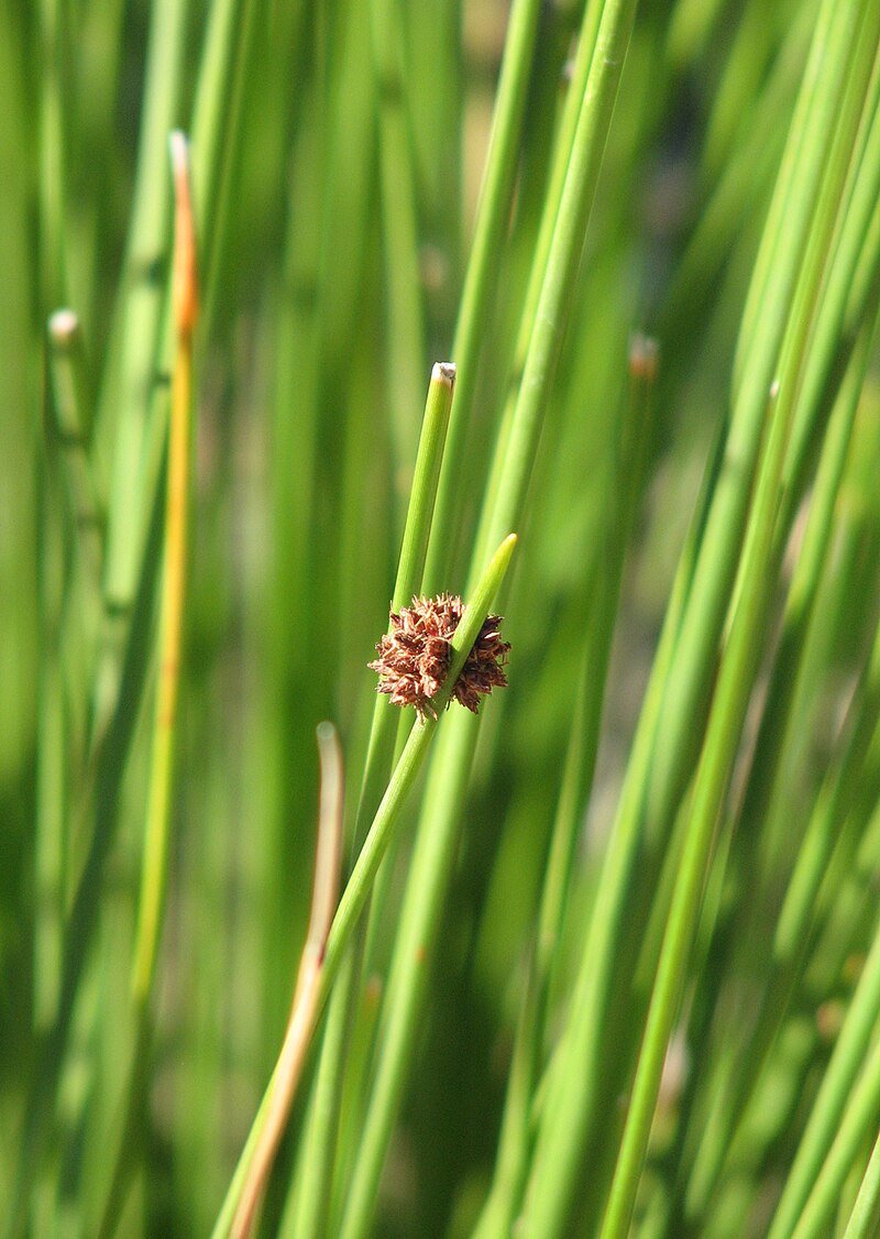 Nobby Club Rush (Ficinia nodosa) - Ladybird Nursery
