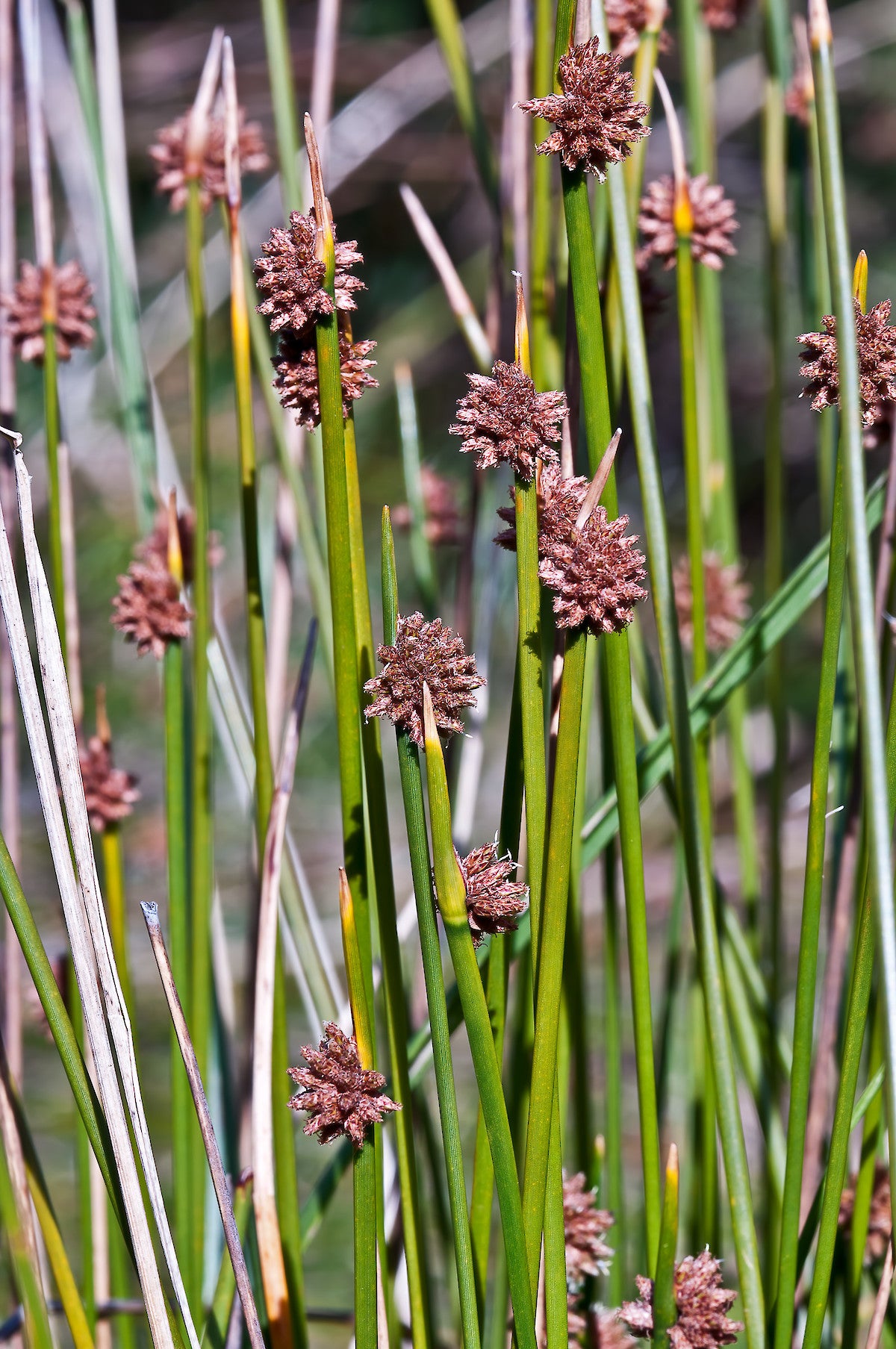Nobby Club Rush (Ficinia nodosa)