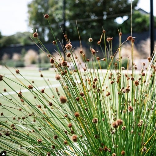 Nobby Club Rush (Ficinia nodosa) - Ladybird Nursery