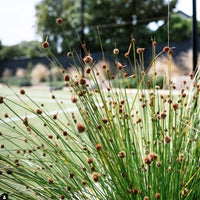 Nobby Club Rush (Ficinia nodosa) - Ladybird Nursery