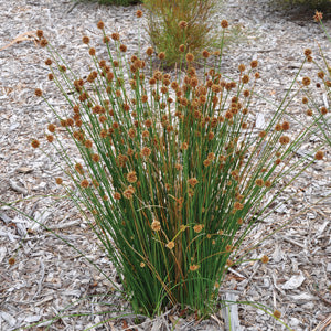 Nobby Club Rush (Ficinia nodosa)