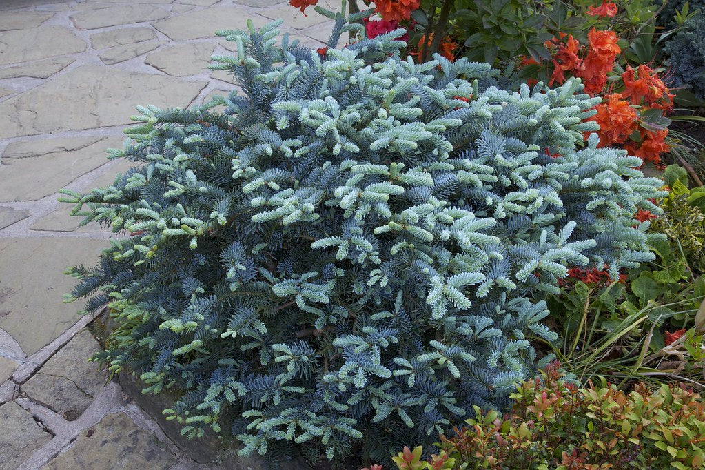 Noble Fir glauca prostrata (Abies procera)