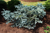 Noble Fir glauca prostrata (Abies procera)