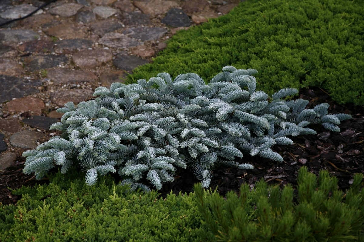 Noble Fir glauca prostrata (Abies procera)