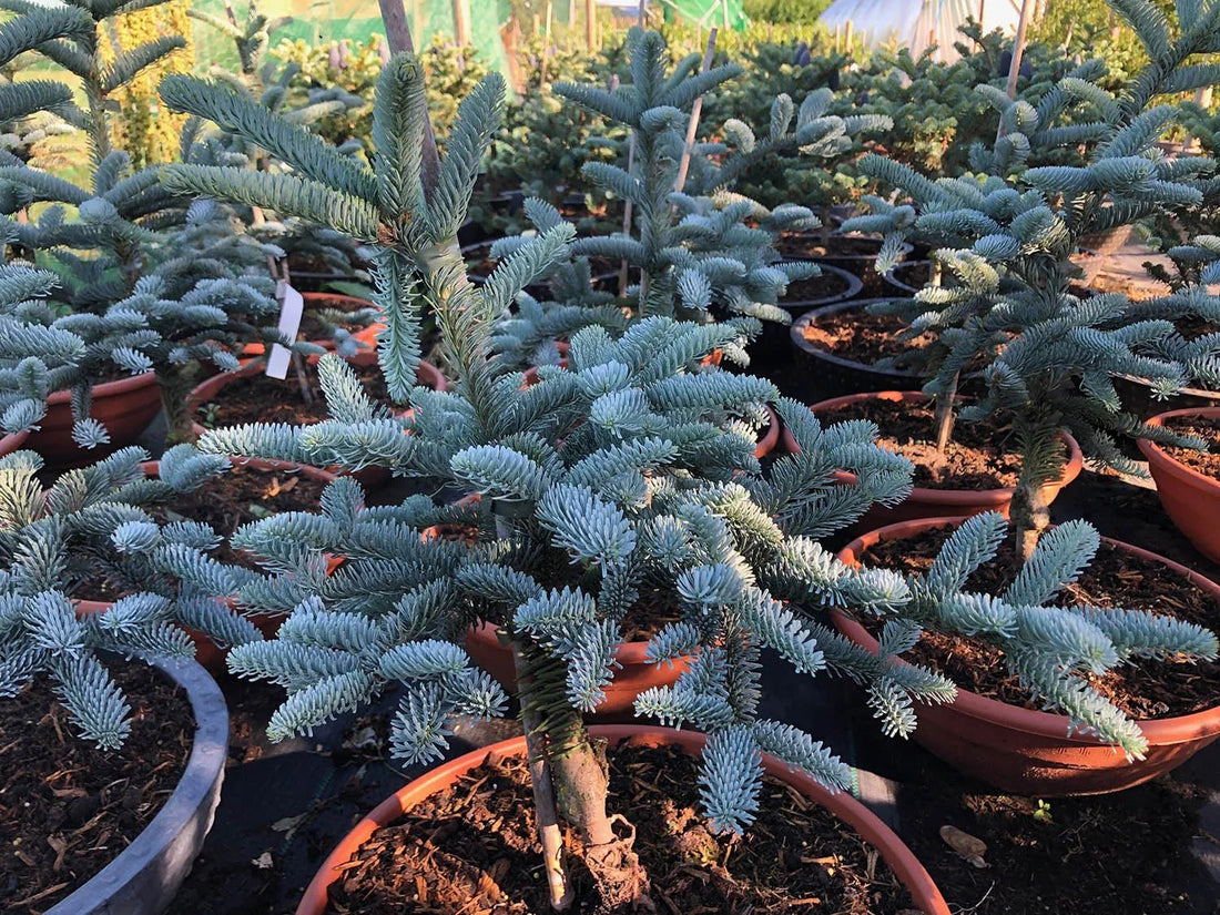 Noble Fir glauca prostrata (Abies procera) - Ladybird Nursery