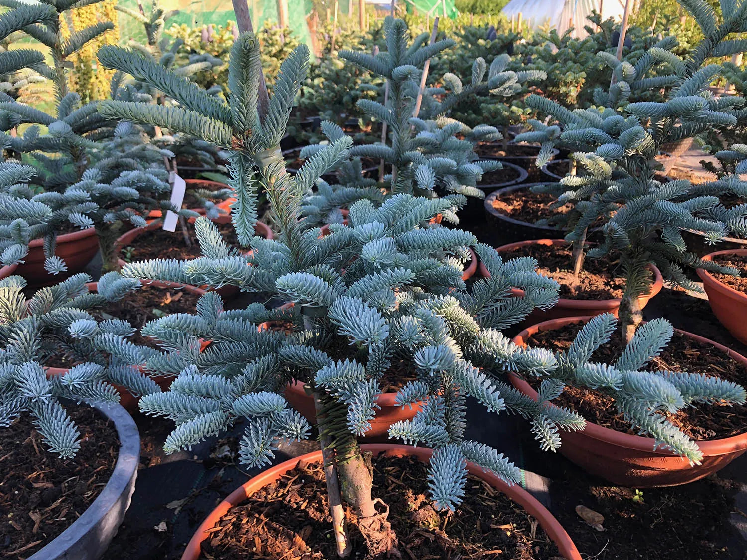 Noble Fir glauca prostrata (Abies procera)
