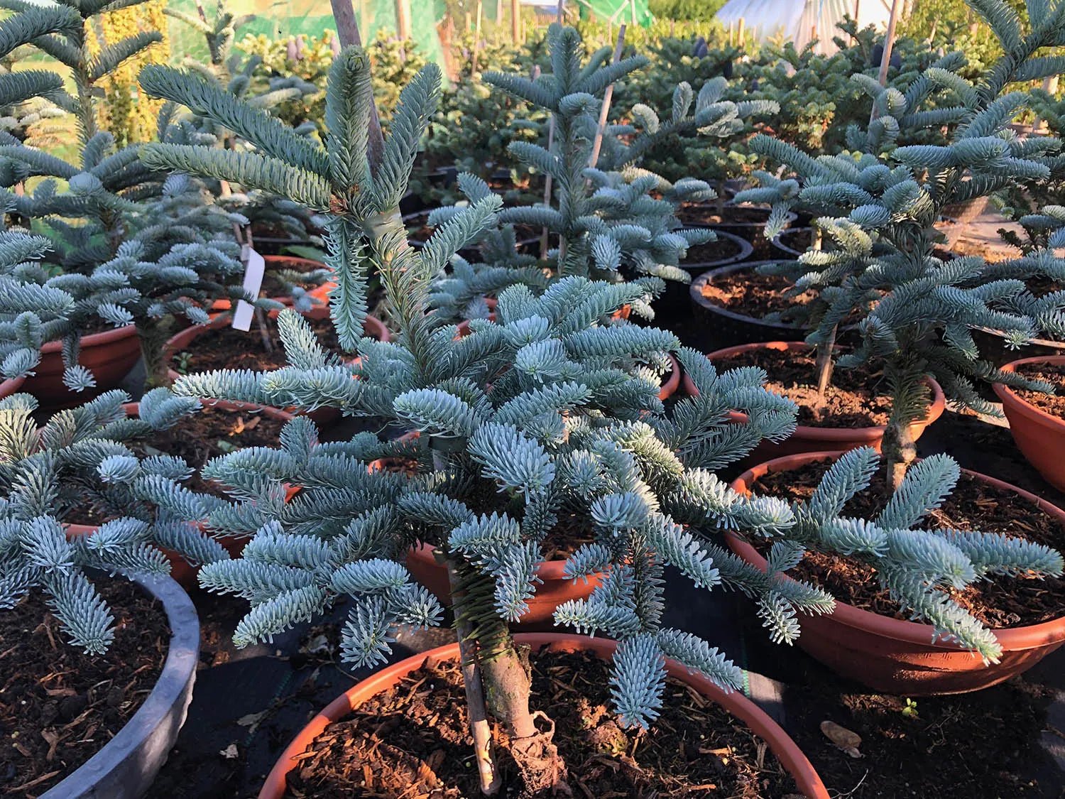 Noble Fir glauca prostrata (Abies procera) - Ladybird Nursery