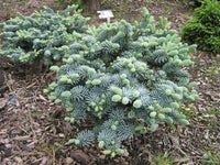 Noble Fir glauca prostrata (Abies procera) - Ladybird Nursery