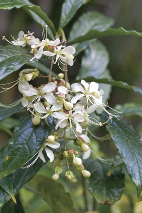 Nodding Clerodendrum (Clerodendrum nutans) - Ladybird Nursery