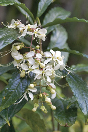 Nodding Clerodendrum (Clerodendrum nutans)