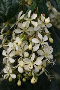 Nodding Clerodendrum (Clerodendrum nutans)