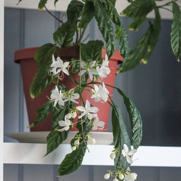 Nodding Clerodendrum (Clerodendrum nutans)