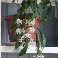 Nodding Clerodendrum (Clerodendrum nutans) - Ladybird Nursery