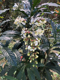 Nodding Clerodendrum (Clerodendrum nutans) - Ladybird Nursery