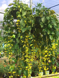 Nong Nooch Vine (Petraeovitex bambusetorum)