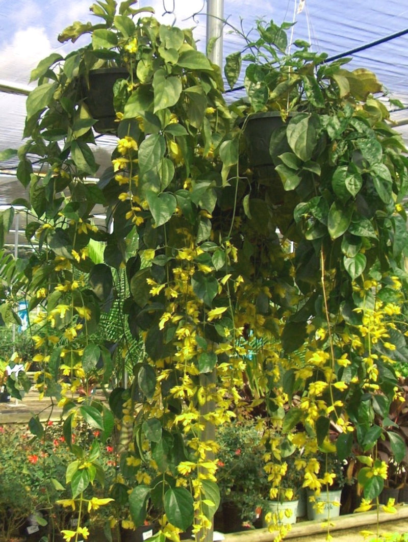 Nong Nooch Vine (Petraeovitex bambusetorum)