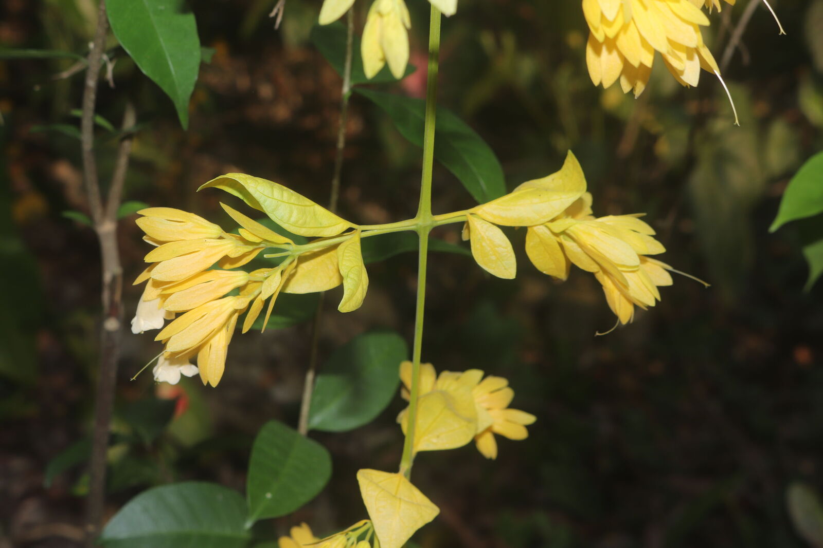 Nong Nooch Vine (Petraeovitex bambusetorum)