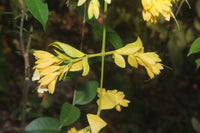 Nong Nooch Vine (Petraeovitex bambusetorum)