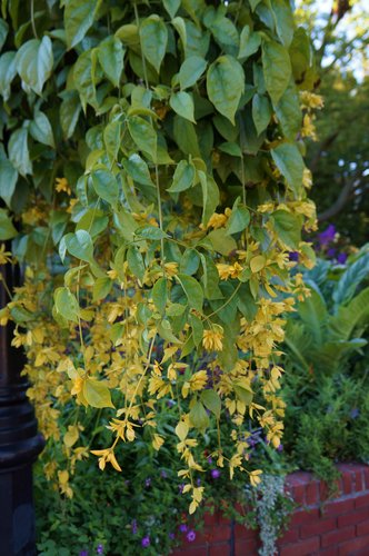 Nong Nooch Vine (Petraeovitex bambusetorum)