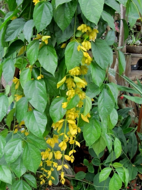 Nong Nooch Vine (Petraeovitex bambusetorum)