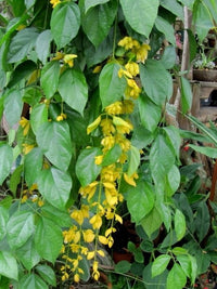 Nong Nooch Vine (Petraeovitex bambusetorum) - Ladybird Nursery
