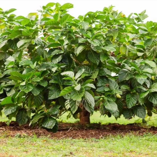 Noni Fruit - Ladybird Nursery