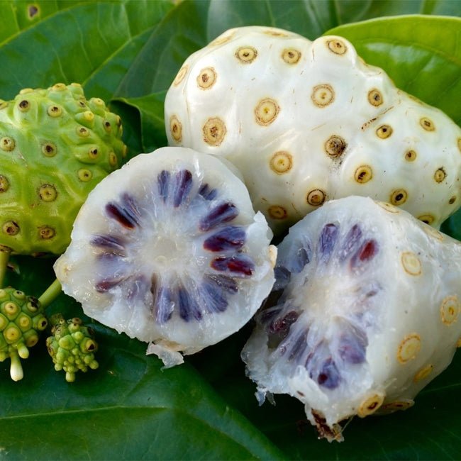 Noni Fruit - Ladybird Nursery