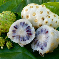 Noni Fruit