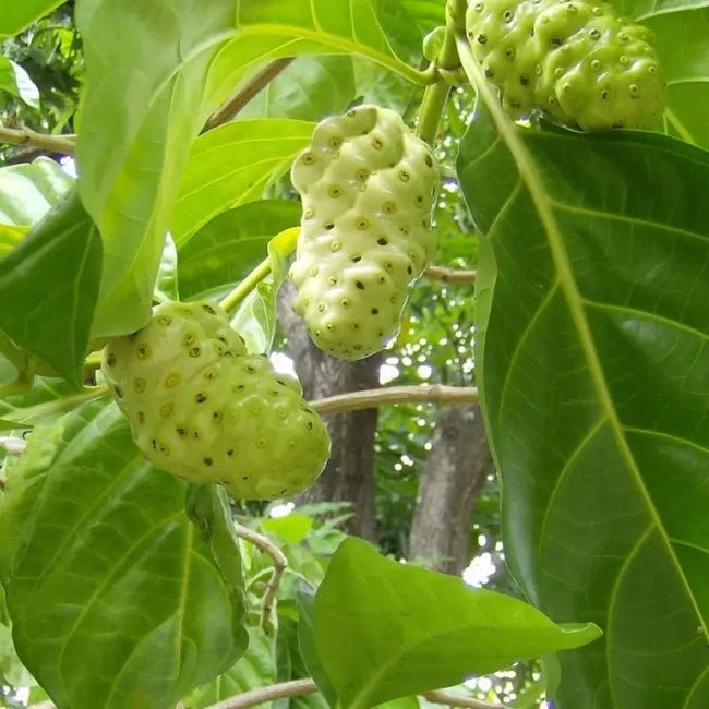 Noni Fruit - Ladybird Nursery