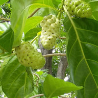 Noni Fruit