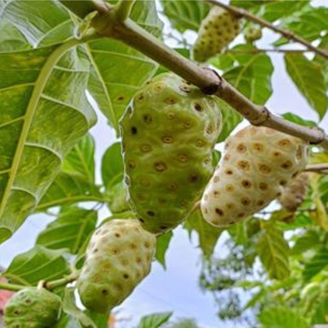 Noni Fruit - Ladybird Nursery