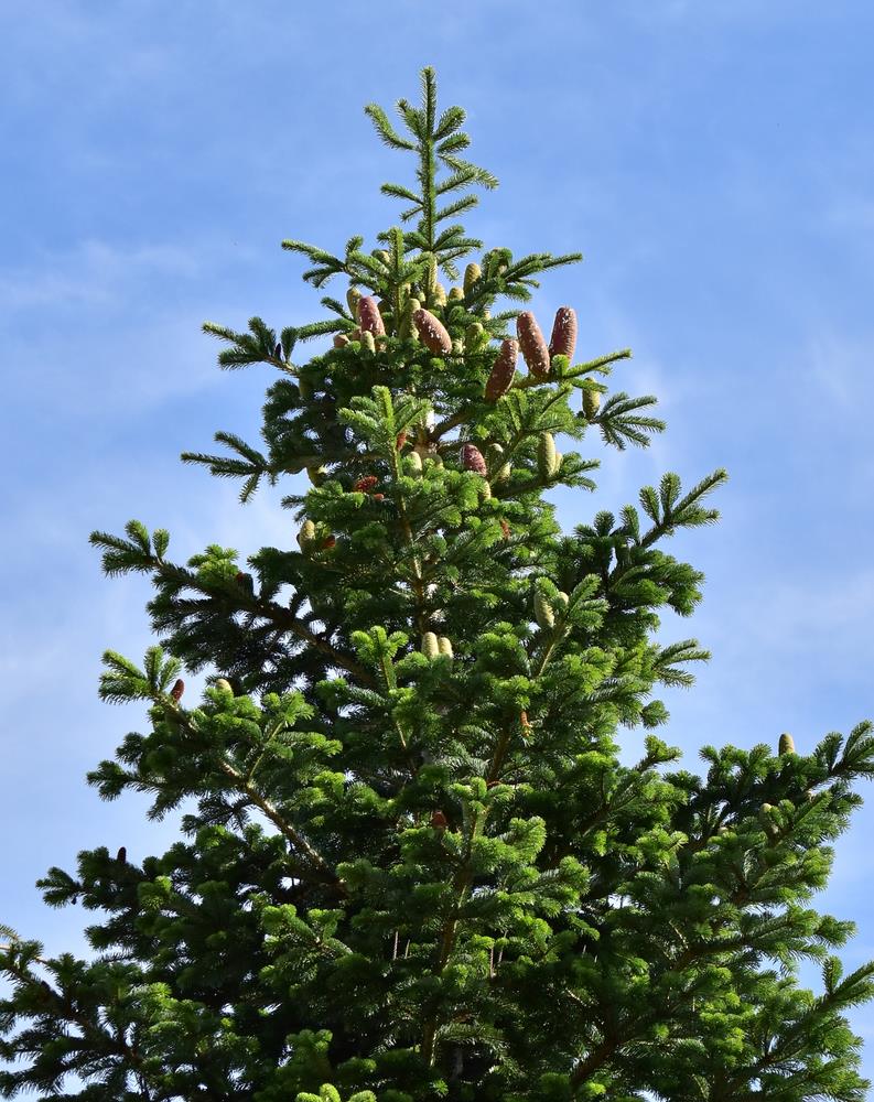 Nordmann Fir Caucasian (Abies nordmanniana) - Ladybird Nursery