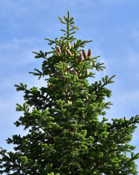 Nordmann Fir Caucasian (Abies nordmanniana)